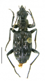 Catascopus (Catascopoides) mirabilis Bates, 1892b: 409