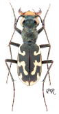 Cephalota (Cephalota) hispanica (Gory, 1833)