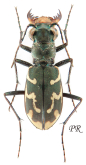 Cephalota (Cephalota) hispanica (Gory, 1833)