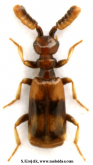 Ceratoderus cf anthicoides Bednařík, 2023