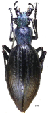 Ceroglossus buqueti magdalenaensis Jiroux, 1996