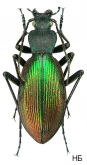 Ceroglossus chilensis fallaciosus Kraatz, 1880