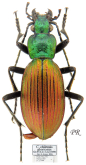 Ceroglossus chilensis gloriosus Gerstaecker, 1858