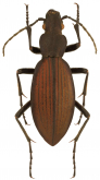Ceroglossus chilensis mochae Reed, 1874