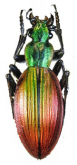 Ceroglossus magellanicus boeufi Jiroux, 1996