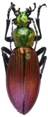 Ceroglossus magellanicus bouchardi Jiroux, 1996