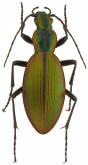 Ceroglossus magellanicus gerstaeckeri Morawitz, 1886