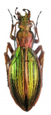 Ceroglossus suturalis ancudanus Morawitz, 1886