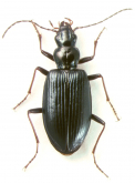 Chaltenia patagonica Roig-Junent et Cicchino, 2001