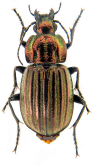 Chlaenius (Agostenus) costulatus Motschulsky, 1859d: 488 (Agostenus)