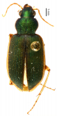Chlaenius (Chlaeniellus) nigrosuturatus Mandl, 1978