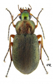 Chlaenius (Chlaeniellus) nigricornis Fabricius, 1787: 202