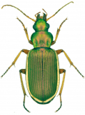 Chlaenius (Chlaenites) spoliatus spoliatus (P.Rossi, 1792)