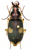 Chlaenius (Chlaenius) lafertei Guerin-Meneville, 1843