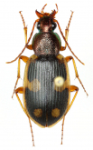 Chlaenius (Chlaenius) scapularis Chaudoir, 1876