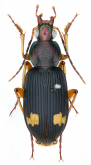 Chlaenius (Ocybatus) aspericollis Bates, 1873a: 248