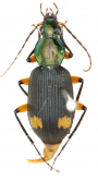 Chlaenius (Lissauchenius) bimaculatus bimaculatus s.str.