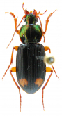 Chlaenius (Lissauchenius) tetragonoderus Chaudoir, 1876c: 68