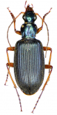 Chlaenius (Lithochlaenius) agilis (as nuristanus a. rubridipes Jedlička)