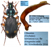 Chlaenius (Ocybatus) taiwanicus Kirschenhofer, 2016