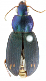 Chlaenius (Pachydinodes) dajuensis Kirschenhofer, 2002