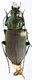 Chlaenius (Pachydinodes) leucops (Wiedemann, 1823)