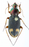 Chlaenius (Pachydinodes) pictus Chaudoir, 1856