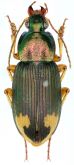 Chlaenius (Pachydinodes) virgulifer Chaudoir, 1876