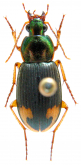 Chlaenius (Pachydinodes) virgulifer Chaudoir, 1876c: 61