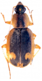 Chlaenius (Paracallistoides) anischenkoi Kirschenhofer, 2010