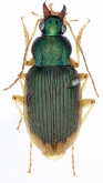 Chlaenius (Pseodochlaeniellus) sobrinus (as callichloris Bates, 1873)