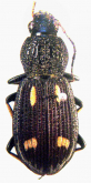 Chlaenius (Rhysotrachelus) nakuruensis Kirschenhofer, 2012