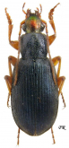 Chlaenius (Trichochlaenius) aeneocephalus aeneocephalus Dejean, 1826