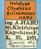 Chydaeus (Chydaeus) kirishimanus Habu, 1973