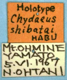 Chydaeus (Chydaeus) shibatai Habu, 1973