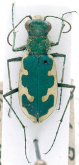 Cicindela (Austrocicindela) pudibunda Boheman, 1860