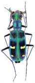 Cicindela (Calochroa) indica (Fleutiaux, 1893)