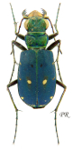 Cicindela (Cicindela) campestris campestris