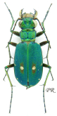 Cicindela (Cicindela) campestris campestris Linnaeus, 1758