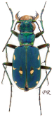Cicindela (Cicindela) campestris campestris Linnaeus, 1758