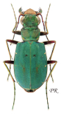 Cicindela (Cicindela) campestris pontica Fischer von Waldheim, 1828