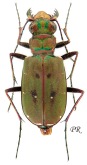 Cicindela (Cicindela) campestris pontica Fischer von Waldheim, 1828