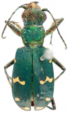 Cicindela (Cicindela) desertorum desertorum (as dumetorum)