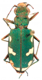 Cicindela (Cicindela) turkestanicoides W.Horn, 1938