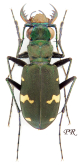 Cicindela (Cicindela) sachalinensis raddei A.Morawitz, 1862