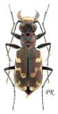 Cicindela (Cicindela) sahlbergii khersonensis Motschulsky, 1845
