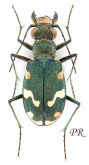 Cicindela (Cicindela) songorica Motschulsky, 1845