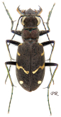 Cicindela (Cicindela) sylvatica sylvatica