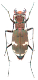 Cicindela (Cicindela) sylvicola Dejean, 1822