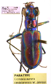Cicindela (Cicindelidia) aurora candelarensis (Johnson, 1998)